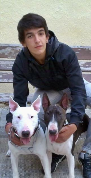 Bullterrier OCASION!!!