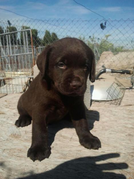 cachorros de labrador chocolate con pedigree loe