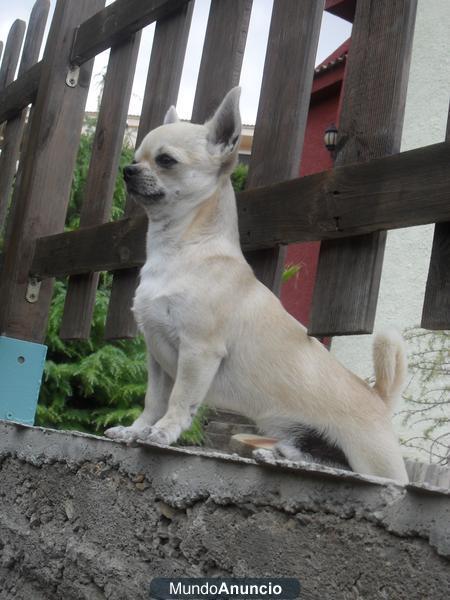 CHIHUAHUA DISPONIBLE PARA MONTAS