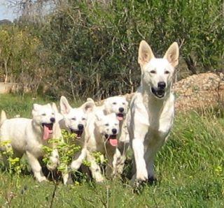 Pastor Blanco Suizo cachorros disponible.