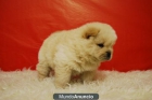 PELUDOS Y CHATOS CACHORROS CHOW CHOW DISPONIBLES - mejor precio | unprecio.es