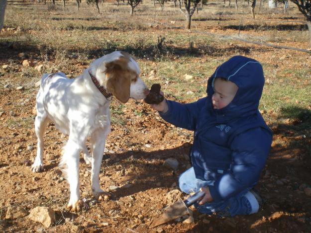 PERROS ADIESTRADOS TRUFEROS