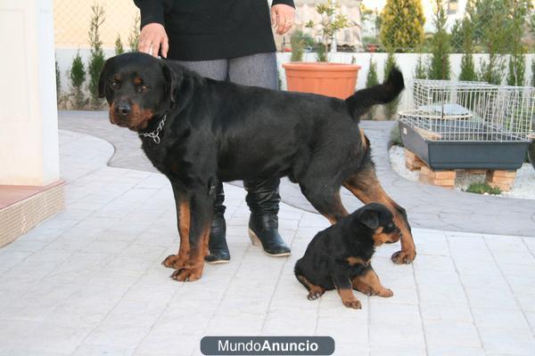 PRECIOSA CAMADA DE ROTTWEILER