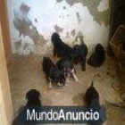 REGALO CACHOROS - mejor precio | unprecio.es