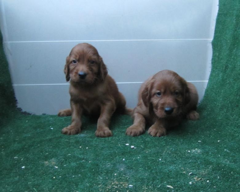 Setters irlandeses rojos con pedigri.