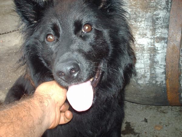 vendo dos ultimas cachorras de pastor belga autenticas