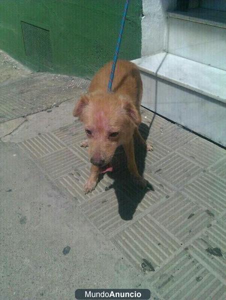 PERRITO PEQUEÑO EN ADOPCION O ACOGIDA