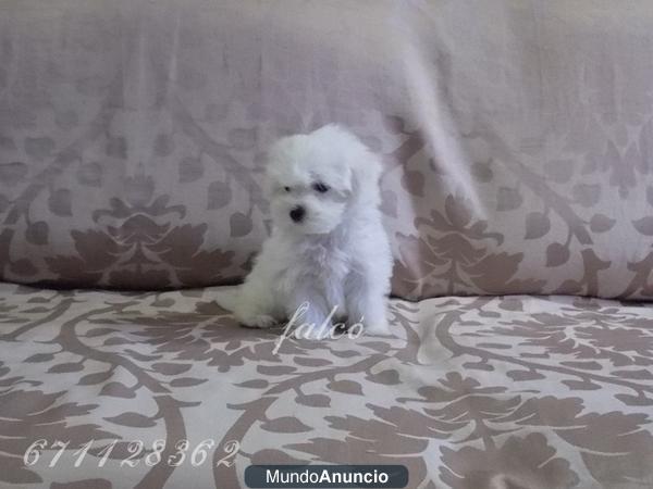 ÚNICO  -  Bichon maltes...PRECIOSO