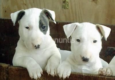 bull terrier  a buena casa