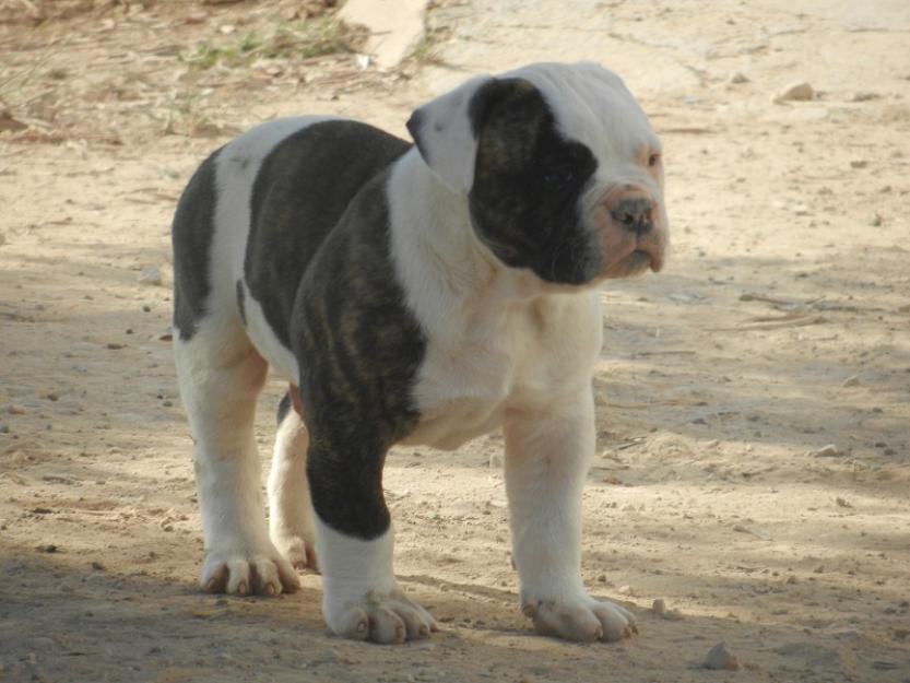 Bulldog americano