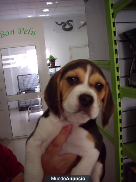 CACHORRO NACIONAL BEAGLE MACHO