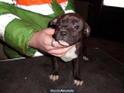 Camada de staffordshire bull terrier - mejor precio | unprecio.es