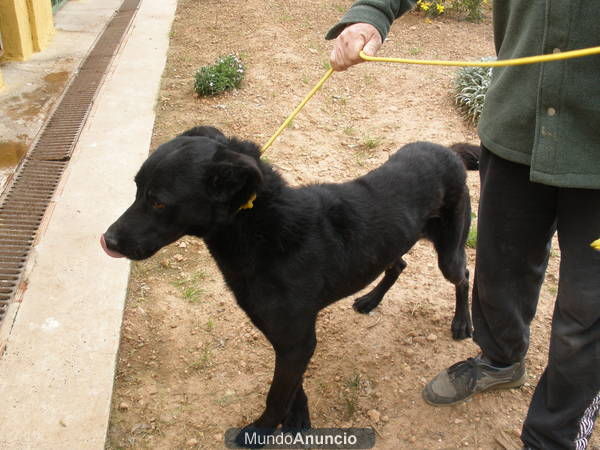 LABRADOR NEGRO EN ADOPCION. HERCULES.