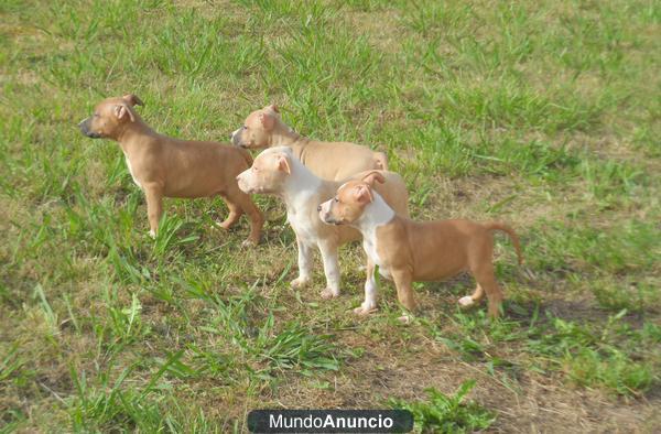 Se venden American Stanford