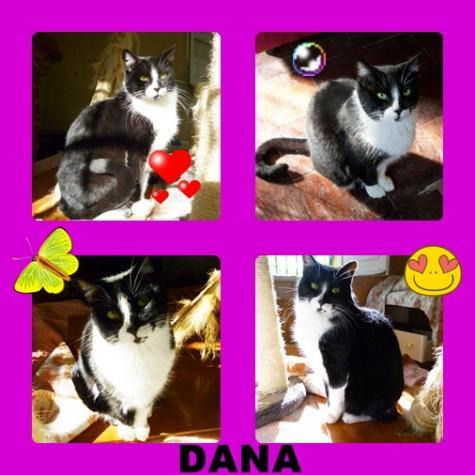 Dana,GATA QUE lleva un año esperando una familia y es un encanto