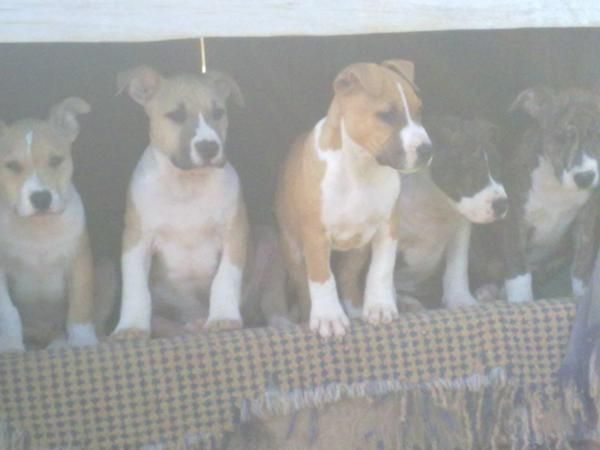 autenticos american staffordshire con pedigree a 300