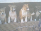 autenticos american staffordshire con pedigree a 300 - mejor precio | unprecio.es