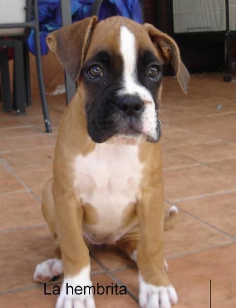 boxer de 2 meses. precio economico.