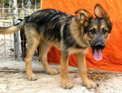 CACHORRO DE PASTOR ALEMAN EN ADOPCION