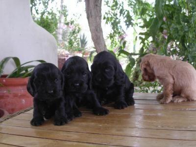 CACHORROS COCKER SPANIEL INGLES PURA RAZA