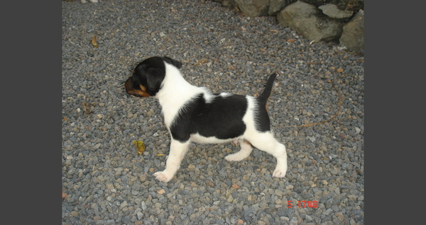 Cachorros Fox Terrier Pelo Liso