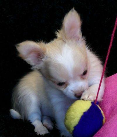 Chihuahua cachorro ahora disponible