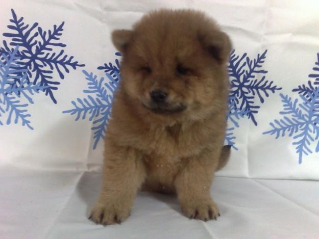 CHOW CHOW EJEMPLARES DE CALIDAD 450 EUROS