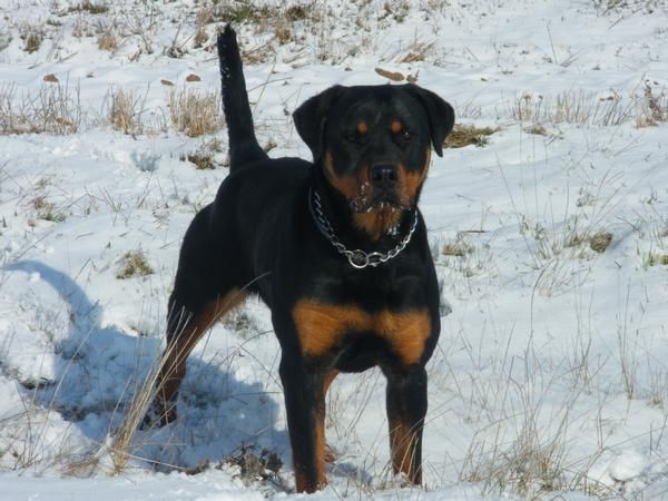 Excelente camada de Rottweiler 500