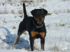 Excelente camada de Rottweiler 500 - mejor precio | unprecio.es