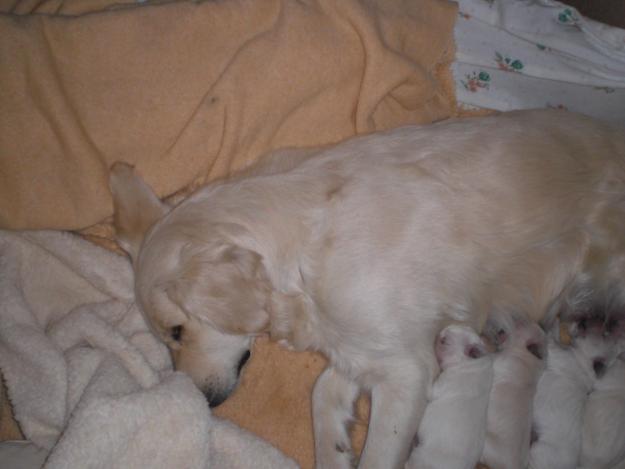 GOLDEN RETRIEVER - CAMADA GUAPISSIMA