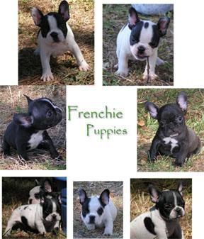 Hembra bulldog frances de 2meses pedigree loe