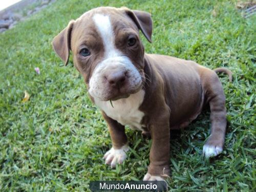 Hermosos Cachorros hijos Pitbull Blue582561ikk