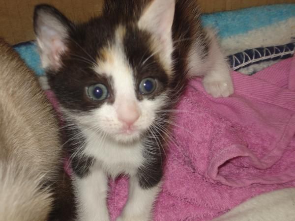 regalo dos gatitas tricolor tienen un mes i medio