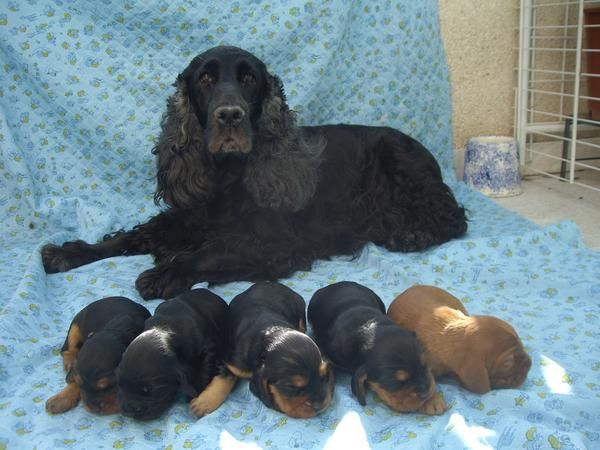 Vendo camada de Cócker Spaniel Inglés