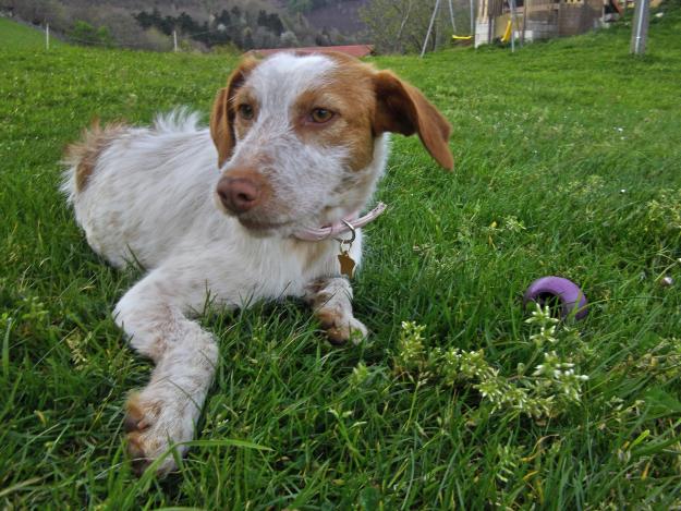 ESTRELLA, perrita de un año en adopción