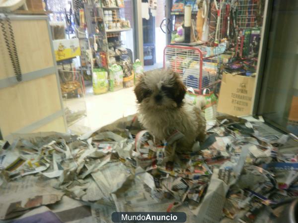 SHIH TZU pequeñito