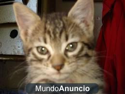 Regalo gatita abandonada para adopción