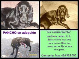 Mix Cocker Macho en Adopción