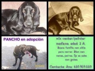 Mix Cocker Macho en Adopción - mejor precio | unprecio.es