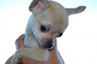 "Caramels Small" chihuahua toy muy menuda. - mejor precio | unprecio.es