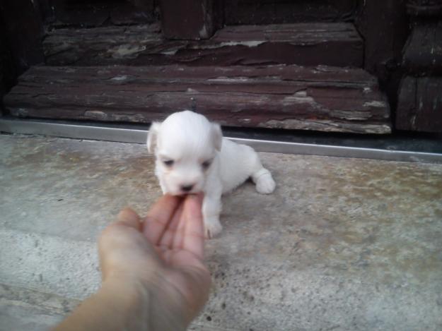 bichon maltes toy buen precio,camada particular