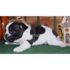 Bulldog Francés, pedigrèe impresionante, desde 390 - mejor precio | unprecio.es