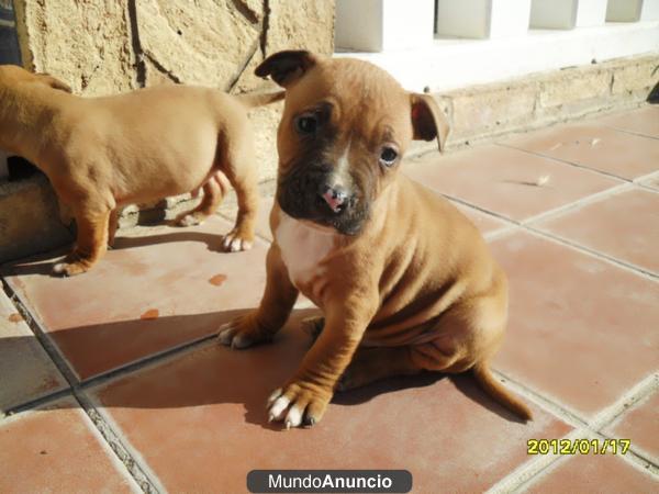 CACHORROS AMERICAN STANFORDSHIRE TERRIER