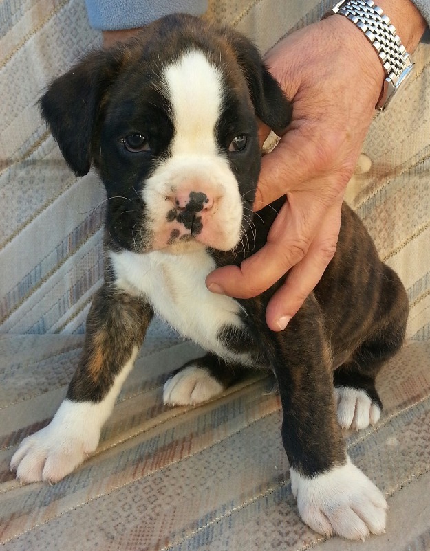 Cachorros de boxer economicos!