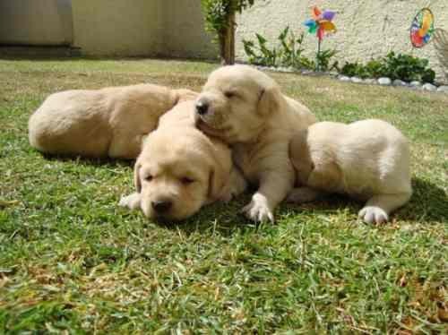 cachorros de labrador en negro y dorados