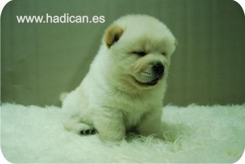 Chow Chow Blanco y Canela, con una Extrordinaria Genealogia.