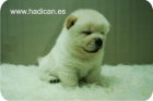 Chow Chow Blanco y Canela, con una Extrordinaria Genealogia. - mejor precio | unprecio.es