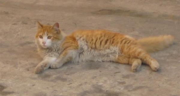 Precioso gato de pelo largo en adopcion