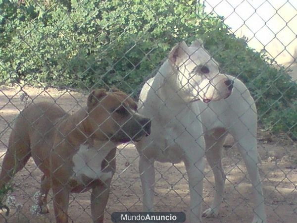 ultimos cachorros  de american estanford y dogo argentino