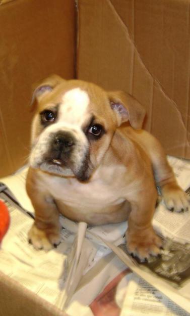 Vendo Cachorrito de Bulldog Inglés de 2,5 meses Marroncito y blanco